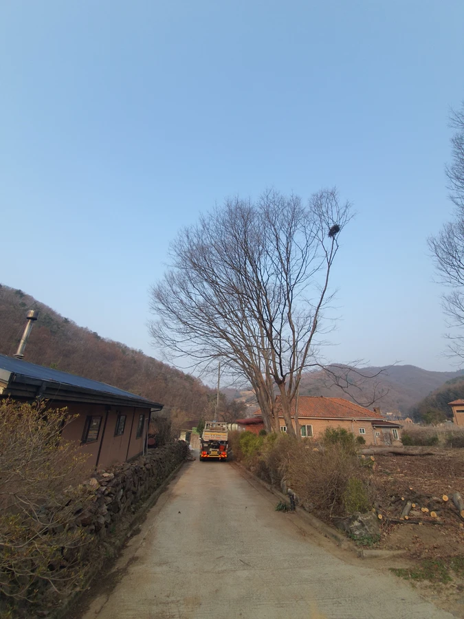 으뜸종합건설 조경수 벌목 시공 전 현장 가로수나무제거