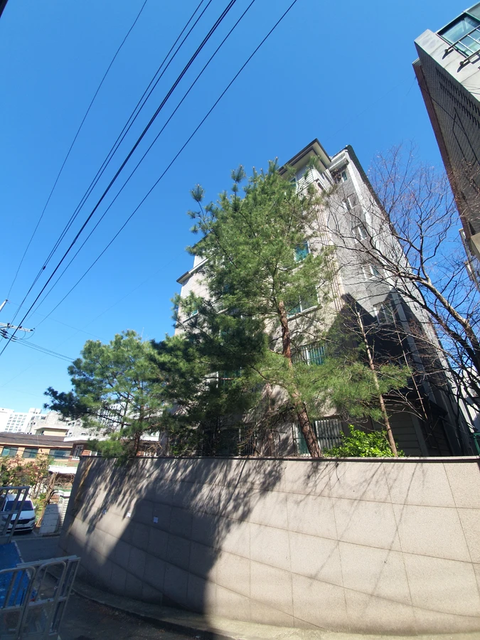 으뜸종합건설 나무벌목 작업 시공 전 현장 가로수나무제거