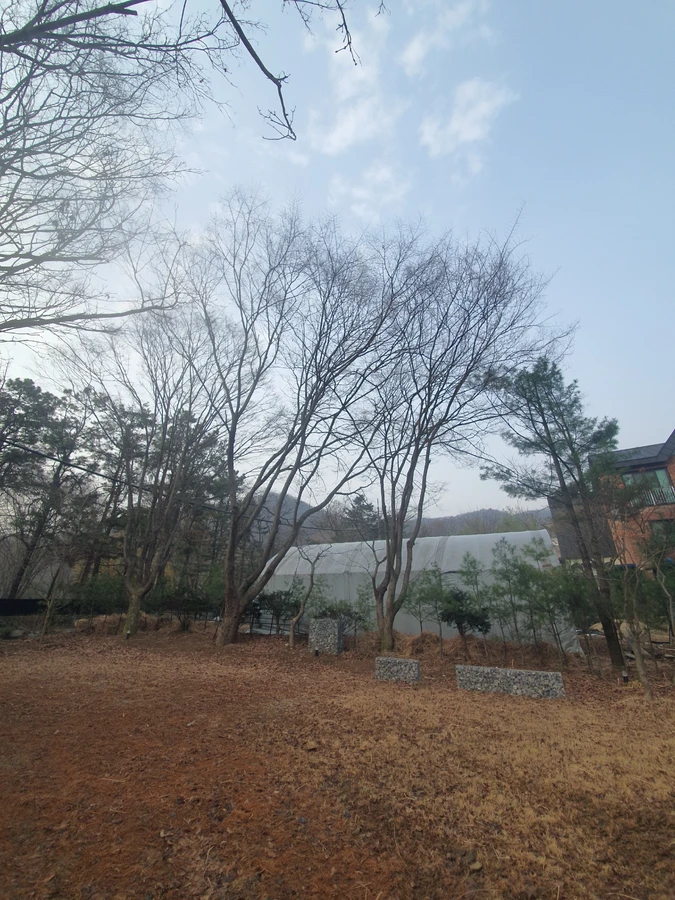 으뜸종합건설 가지치기 정비 시공 전 현장 가로수나무제거