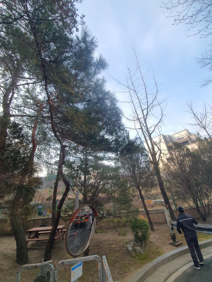 가지치기 전문 수목 관리 시공 전 현장 1 으뜸종합건설 가로수나무제거